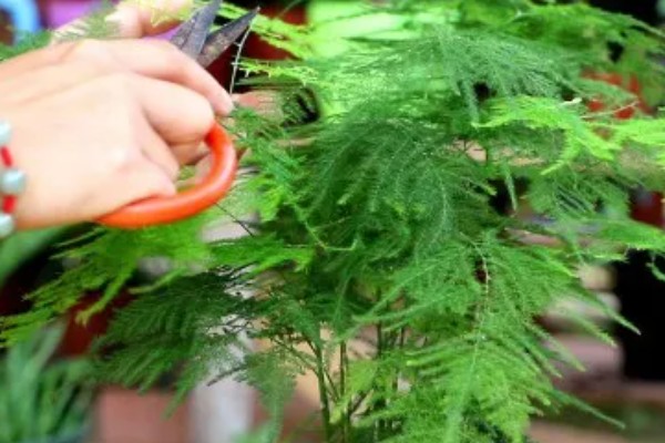 文竹冬季养护方法,确保室温达到15℃以上