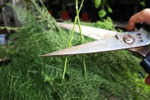 文竹冬季养护方法,确保室温达到15℃以上