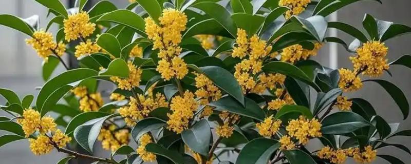 桂花树的移栽时间，在春秋季节移栽可提高成活率