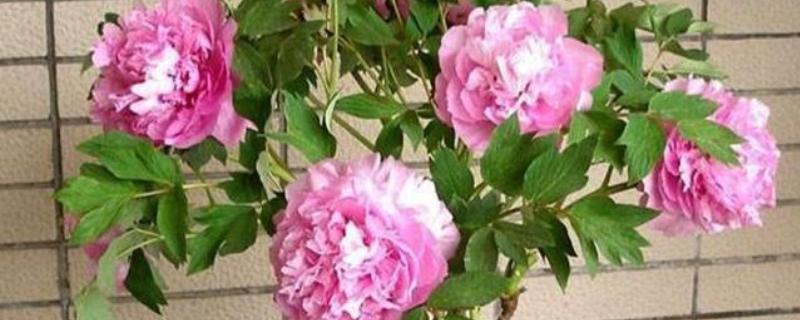 芍药不能种屋前的原因，被强光暴晒后会发黄枯萎