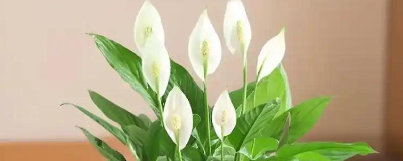 一帆风顺有什么花语，代表平安顺遂，一帆风顺
