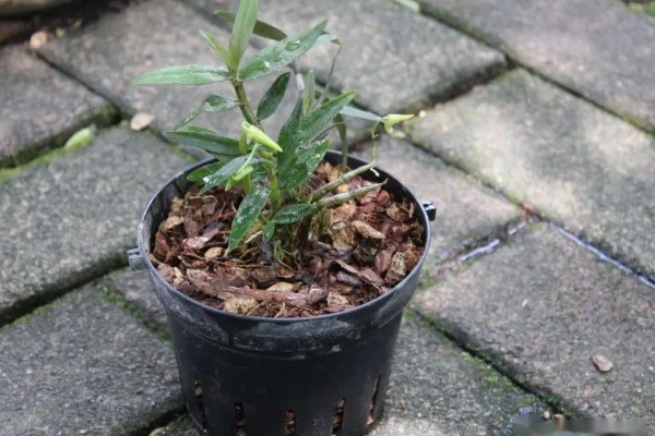 华石斛的养殖方法,选用的肥料通常是氮肥