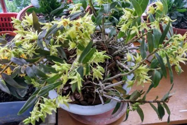 华石斛的养殖方法,选用的肥料通常是氮肥