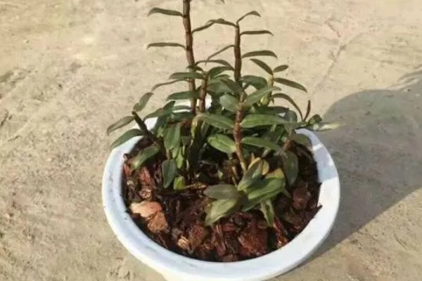 华石斛的养殖方法,选用的肥料通常是氮肥