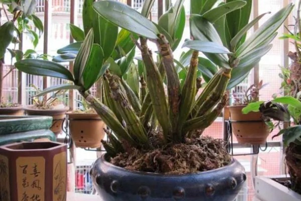 华石斛的养殖方法,选用的肥料通常是氮肥