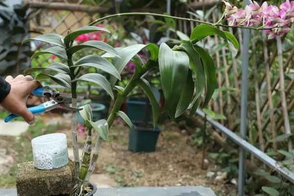 华石斛的养殖方法,选用的肥料通常是氮肥