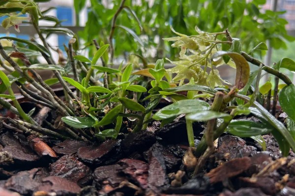 华石斛的养殖方法,选用的肥料通常是氮肥