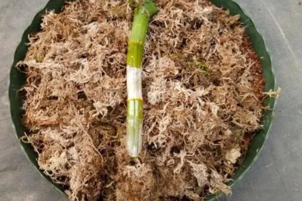 华石斛的养殖方法,选用的肥料通常是氮肥