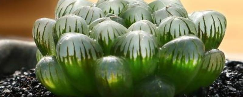 姬玉露有什么花语，代表活力十足、冰清玉洁等含义