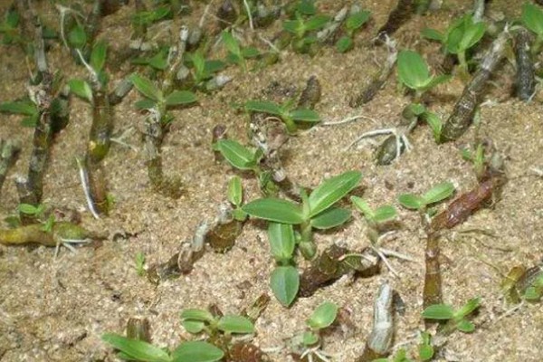 华石斛的养殖方法,选用的肥料通常是氮肥