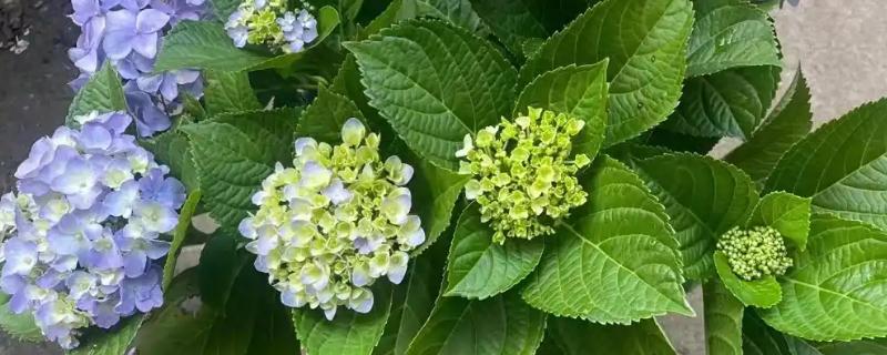 绣球花变黑的原因，可能是长期淋雨所致