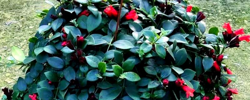 口红吊兰不开花的原因，可能是土壤不适、缺少阳光等因素造成