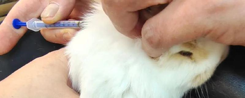 兔瘟怎么预防，趁早注射疫苗是有效措施
