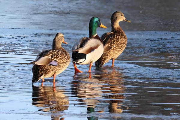 鸭子有多少只脚,用两条腿走路