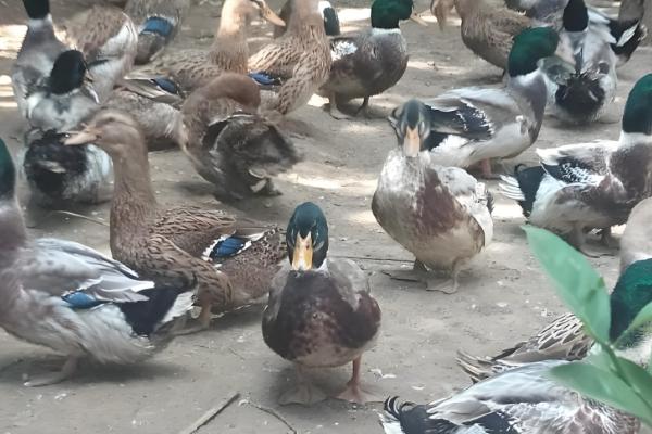 鸭子有多少只脚,用两条腿走路