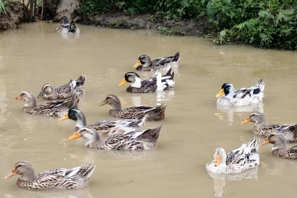 鸭子有多少只脚,用两条腿走路