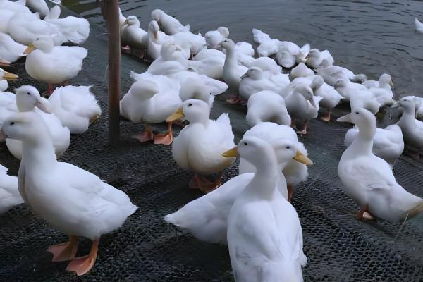 鸭子有多少只脚,用两条腿走路