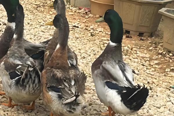 鸭子有多少只脚,用两条腿走路