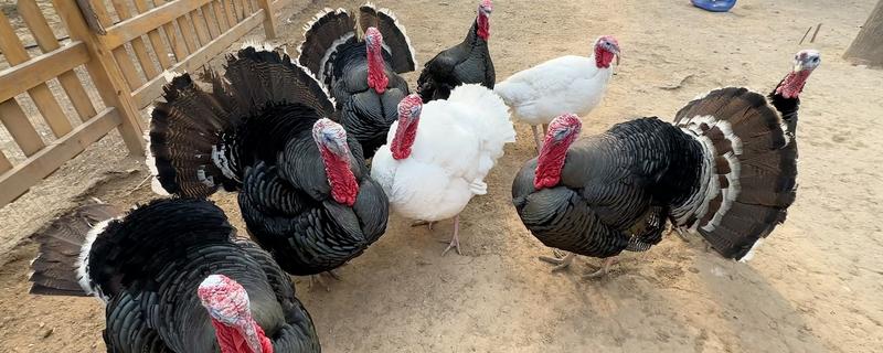 火鸡和普通鸡有什么区别，品种、口感、外观都不同