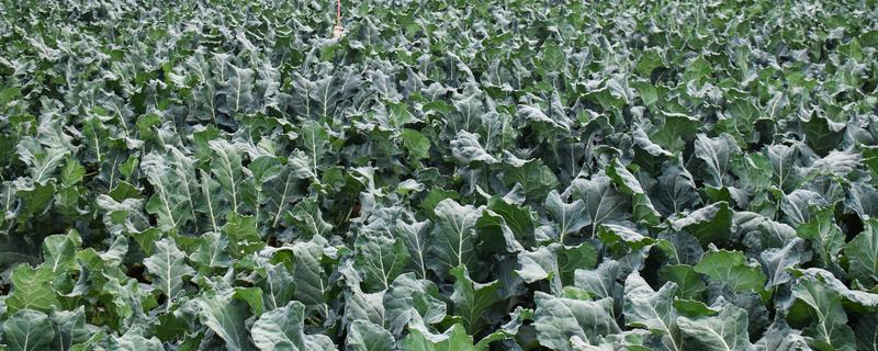 西兰花的种植技术，基质配制很关键