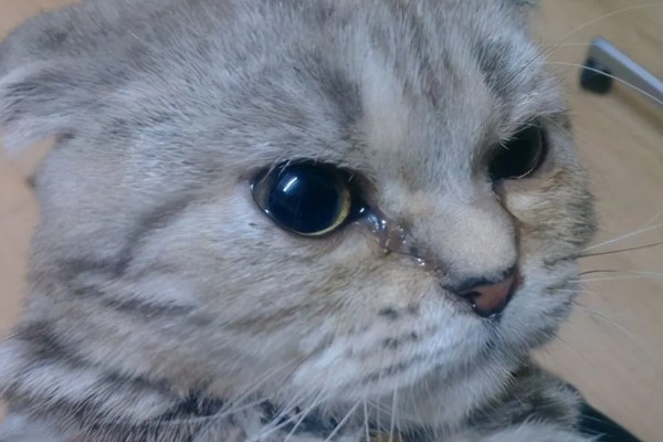 猫感冒流眼泪的原因,表现为流眼泪、打喷嚏等