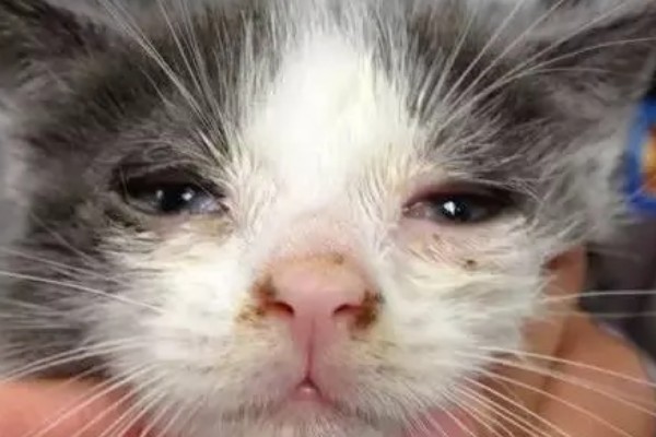 猫感冒流眼泪的原因,表现为流眼泪、打喷嚏等