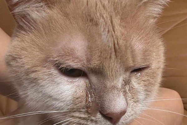 猫感冒流眼泪的原因,表现为流眼泪、打喷嚏等
