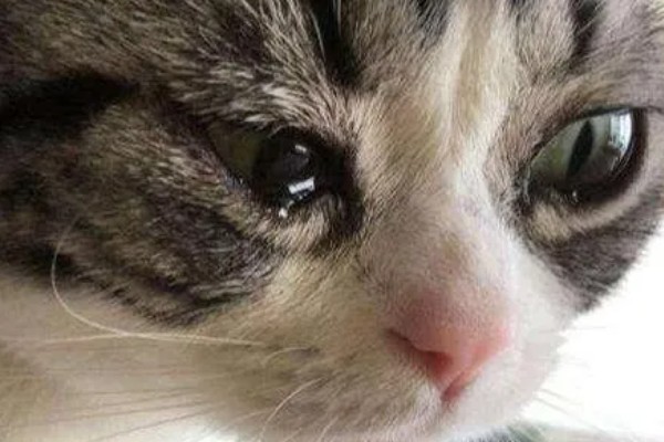 猫感冒流眼泪的原因,表现为流眼泪、打喷嚏等