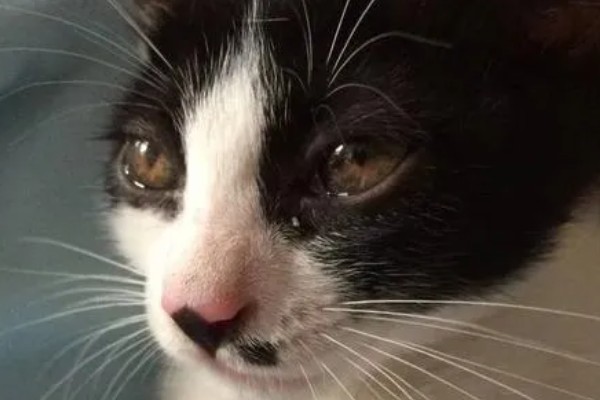 猫感冒流眼泪的原因,表现为流眼泪、打喷嚏等