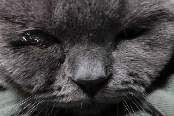 猫感冒流眼泪的原因,表现为流眼泪、打喷嚏等