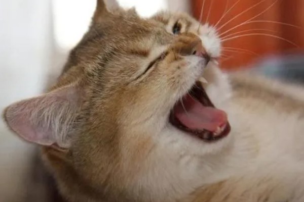 猫感冒流眼泪的原因,表现为流眼泪、打喷嚏等