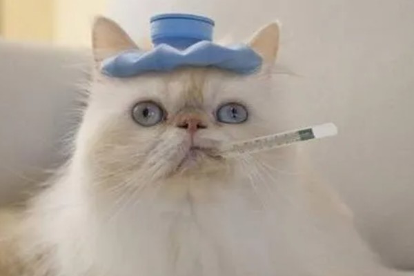 猫感冒流眼泪的原因,表现为流眼泪、打喷嚏等