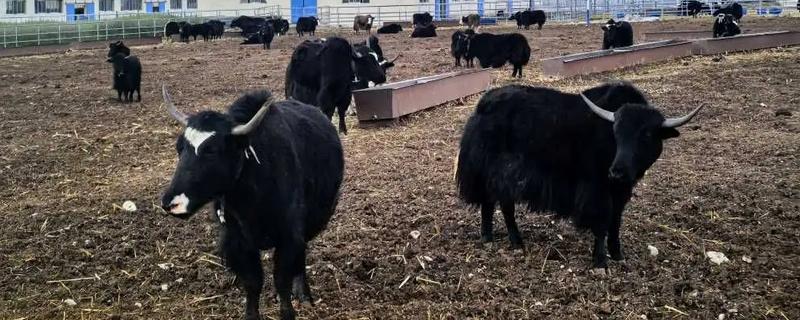 养殖牦牛的前景，在市场上很受欢迎