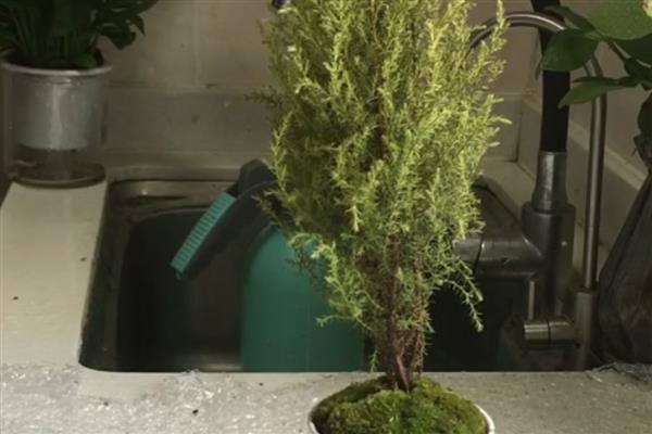 香松盆栽干枯发黄如何解决,可能是光照过强所致