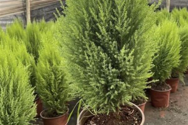 香松盆栽干枯发黄如何解决,可能是光照过强所致