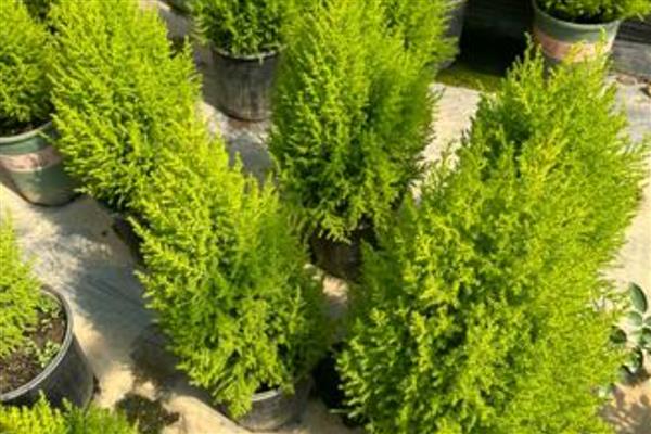 香松盆栽干枯发黄如何解决,可能是光照过强所致