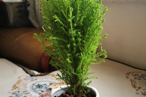 香松盆栽干枯发黄如何解决,可能是光照过强所致