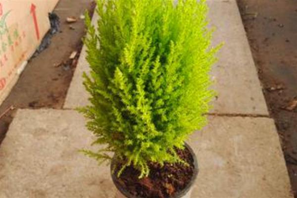 香松盆栽干枯发黄如何解决,可能是光照过强所致