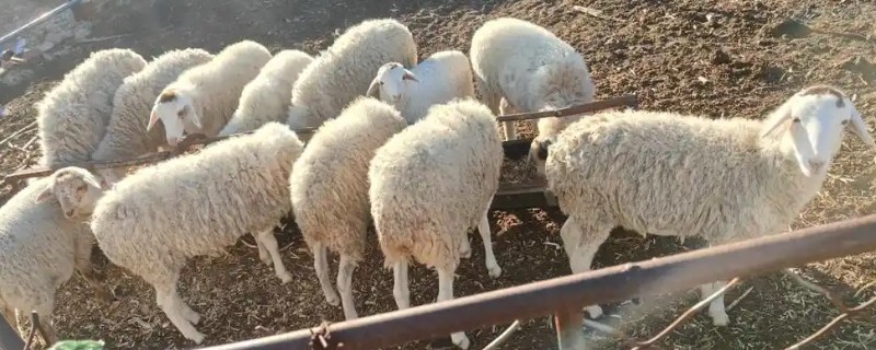 母羊产后胎衣不下的症状，24小时后会出现褐色的恶露