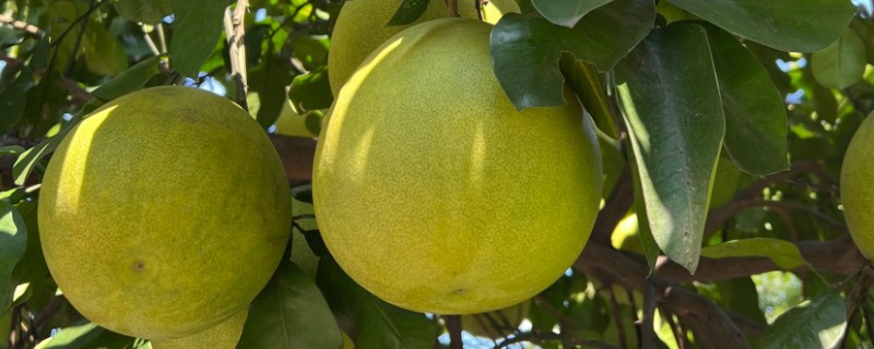 柚子属于哪个季节的水果，一般在秋季成熟