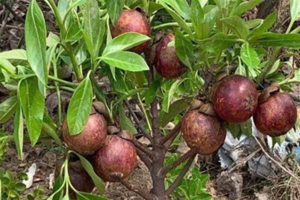 长得又快又粗的果树有哪些，常见山竹树、百香果树等品种