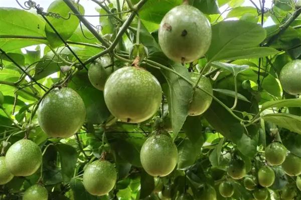 长得又快又粗的果树有哪些，常见山竹树、百香果树等品种