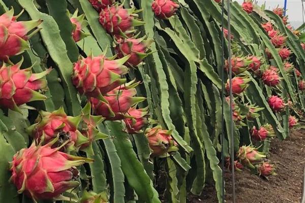 长得又快又粗的果树有哪些，常见山竹树、百香果树等品种