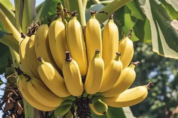 长得又快又粗的果树有哪些，常见山竹树、百香果树等品种