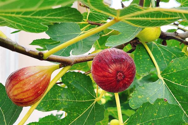 长得又快又粗的果树有哪些，常见山竹树、百香果树等品种