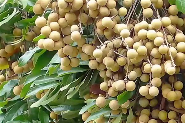 长得又快又粗的果树有哪些，常见山竹树、百香果树等品种