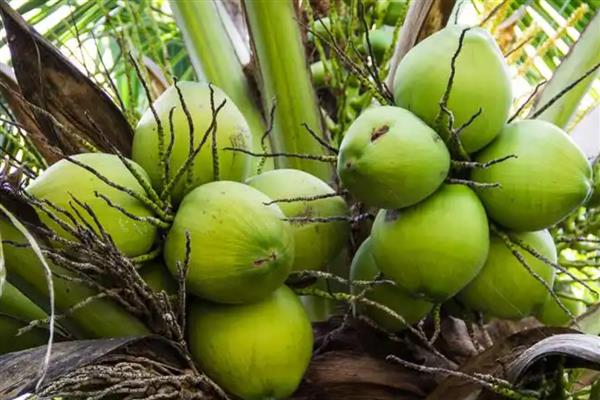 长得又快又粗的果树有哪些，常见山竹树、百香果树等品种