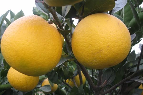 沼山胡柚是哪里的特产,是鄂州地标性特产水果