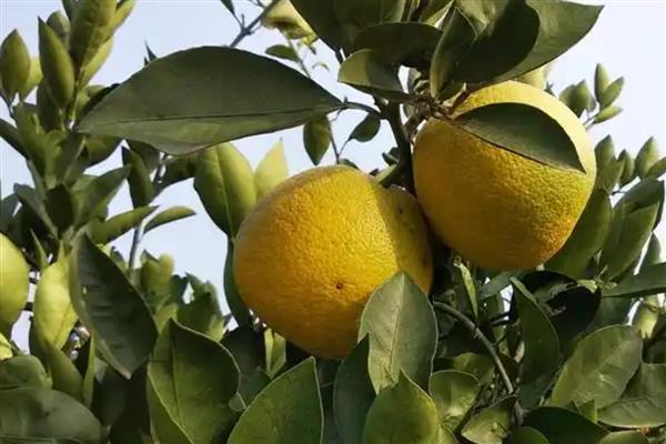 沼山胡柚是哪里的特产,是鄂州地标性特产水果