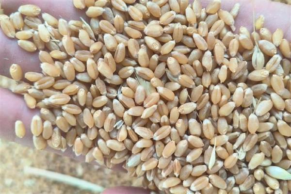 中麦578的亩产量，亩产量是526公斤左右